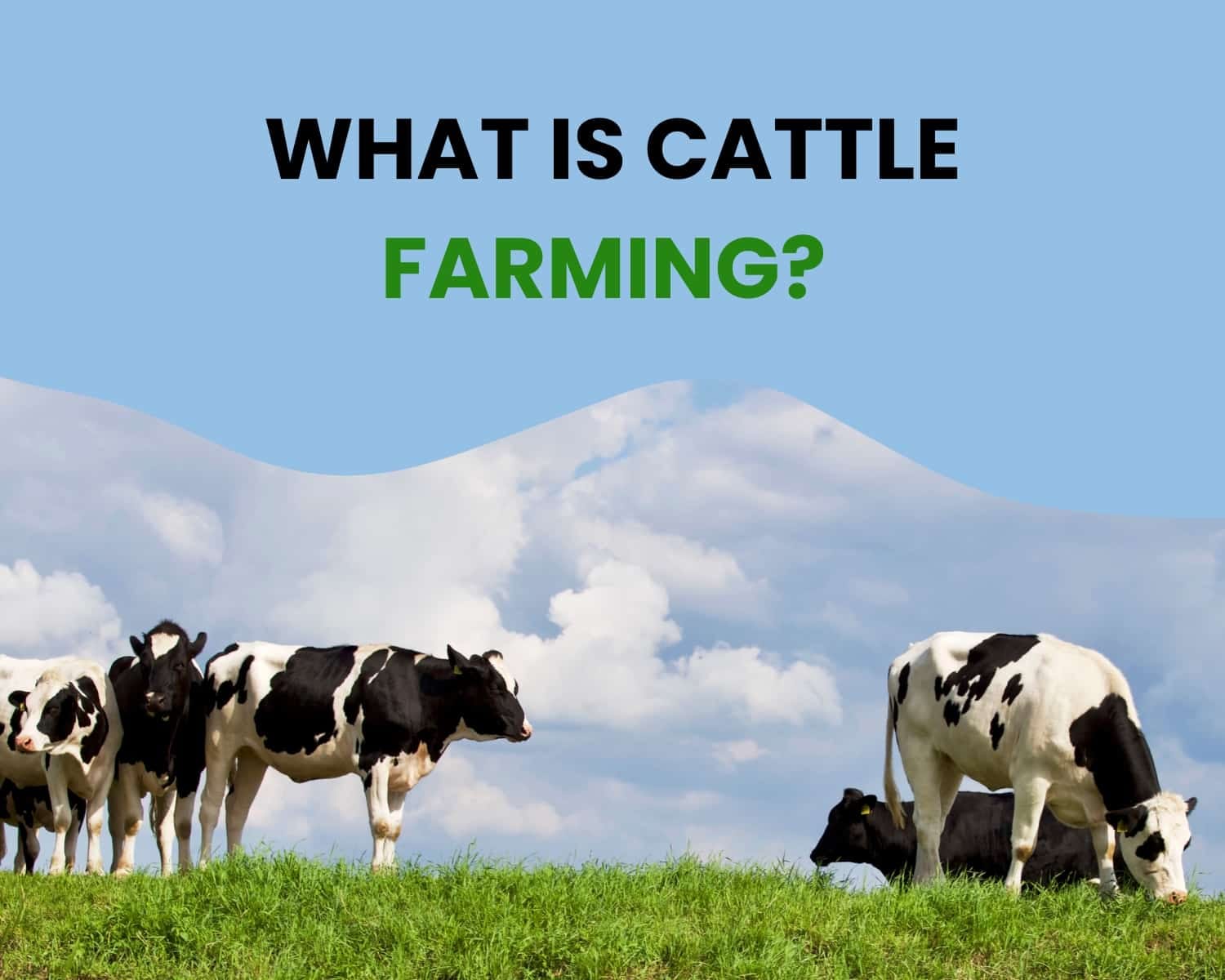 What Is Cattle Farming, and What Are Its Benefits? 5 Key Things to Know