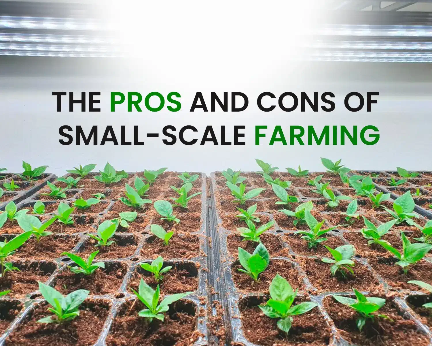 The Pros and Cons of Small-Scale Farming