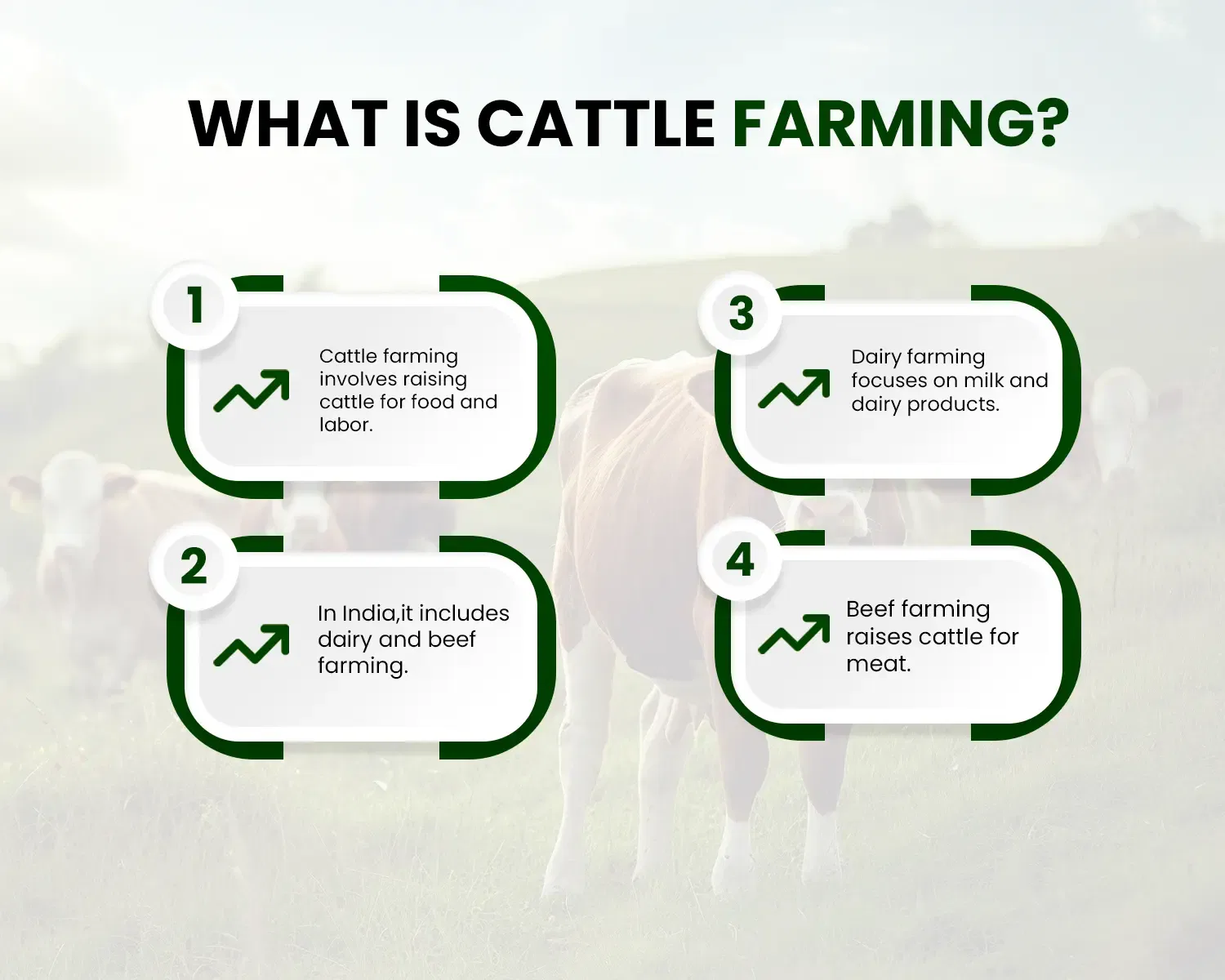 What Is Cattle Farming