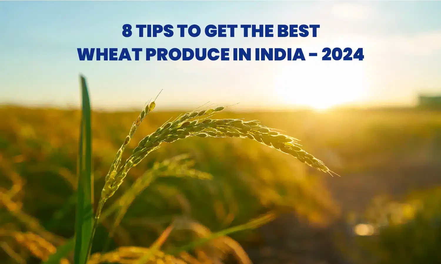 8 Tips to Get the Best Wheat Produce in India – 2024