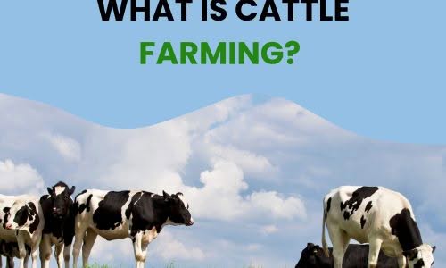 What Is Cattle Farming